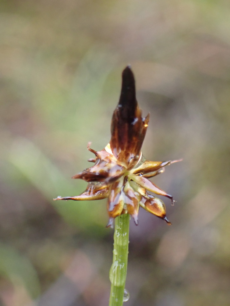 black alpine sedge from Strathcona, Comox-Strathcona, British Columbia ...