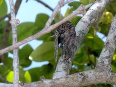 Platypleura capensis