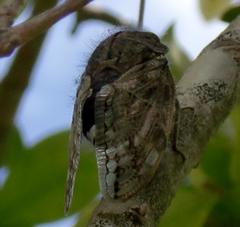 Platypleura capensis