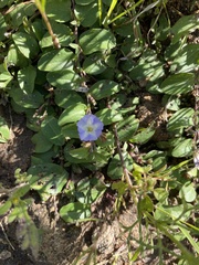 Evolvulus rotundifolius