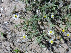 Felicia hyssopifolia