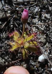 Drosera zeyheri