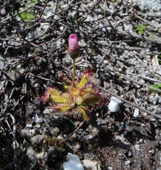 Drosera zeyheri