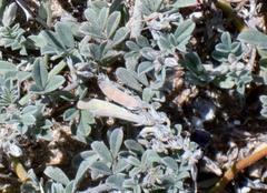 Indigofera sp12