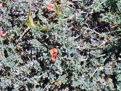 Indigofera sp12