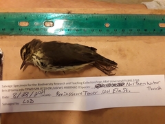 Parkesia noveboracensis