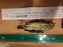 Parkesia noveboracensis