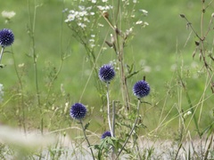 Echinops ritro