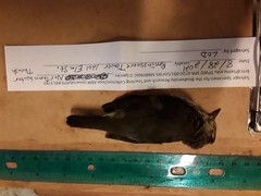 Parkesia noveboracensis