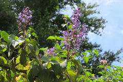 Plectranthus ecklonii