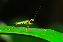 Hapalopeza tigrina