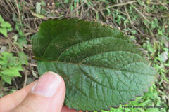 Plectranthus ecklonii