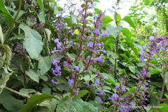 Plectranthus ecklonii