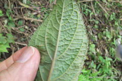 Plectranthus ecklonii