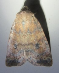 Anathix puta