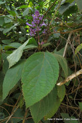Plectranthus ecklonii