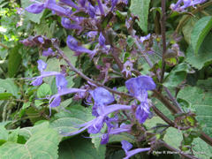 Plectranthus ecklonii