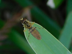Toxomerus floralis