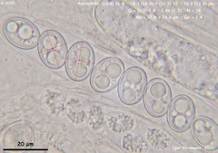 Adelphella babingtonii