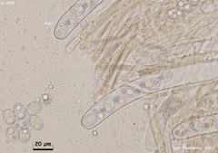 Adelphella babingtonii