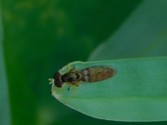 Toxomerus floralis