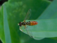 Toxomerus floralis
