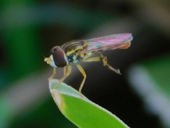Toxomerus floralis