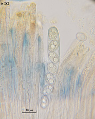 Adelphella babingtonii