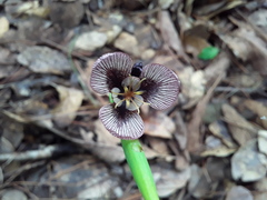 Tigridia galanthoides