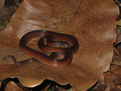 Atractus torquatus