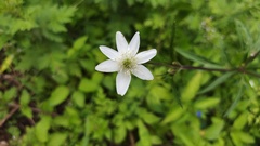 Eriocapitella rivularis