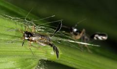 Hapalomelus flavipes