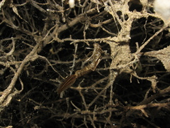 Lestes macrostigma