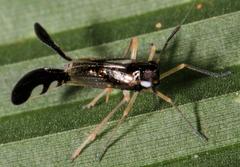 Hapalomelus flavipes