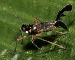 Hapalomelus flavipes