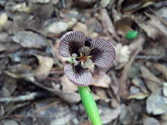 Tigridia galanthoides
