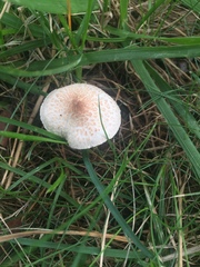 Cystolepiota seminuda