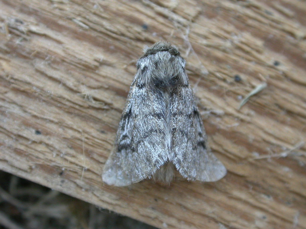 Thaumetopoea
