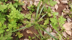 Cyperus cyperoides