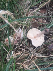 Cystolepiota seminuda