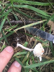 Cystolepiota seminuda