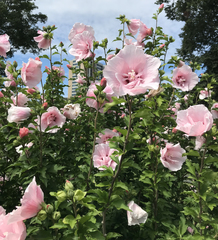 Hibiscus syriacus
