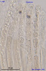 Adelphella babingtonii