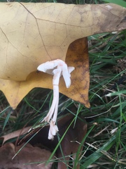 Cystolepiota seminuda