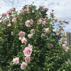 Hibiscus syriacus