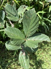 Rubus pascuus