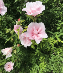 Hibiscus syriacus