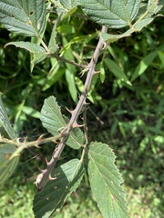 Rubus pascuus