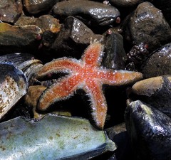 Anasterias antarctica