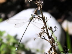 Lestes virgatus
